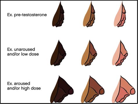 bottom growth meaning|Bottom Growth and Genital Changes on Testosterone